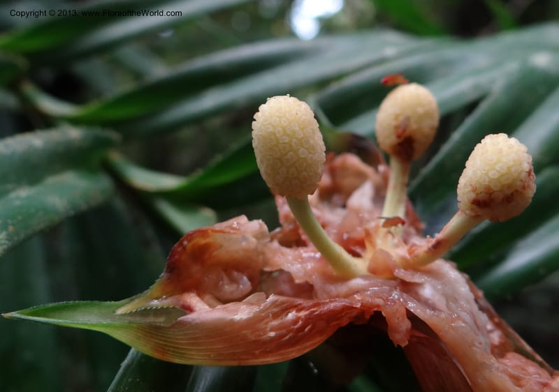 Freycinetia ciliaris, Callmander 1013--Malaysia, Sarawak. Kubah Nat. Park. 28 Mar 2012. DSC05973 (248).JPG