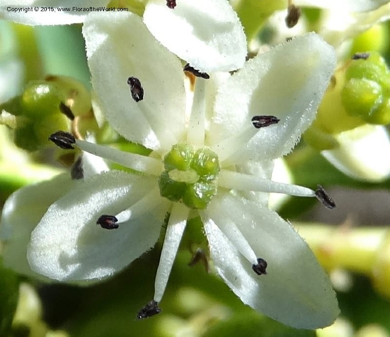 Pitavia punctata, Davidson, C 12801--Chile. L-30-M to Constitution. Jct to Empedrado. 25 Nov 2014. DSC07670 (40).JPG