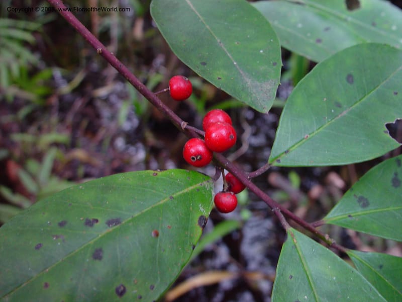 Ilex cassine--FL. Collier Co. St. Hwy 41, Fakahatchee St. Preserve. 13 Jan 03. 043.jpg