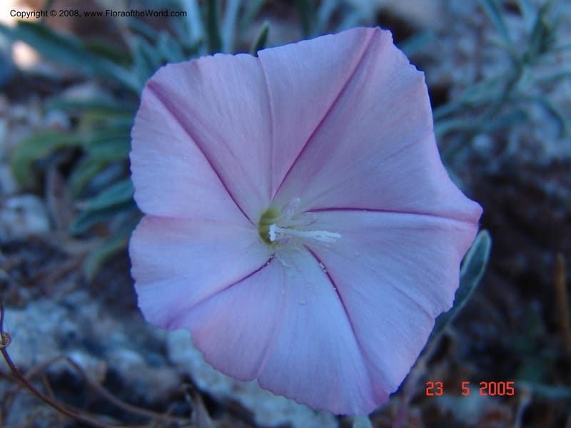 Convolvulus oleifolius--Crete. Ep. Kydonia. Akrotiri. Trail Gouvernetos . 23 May 05. 018.jpg
