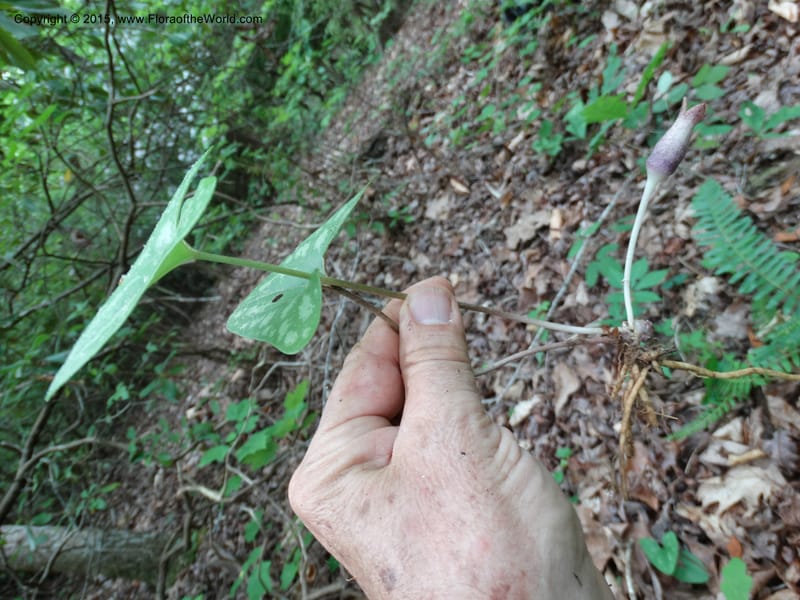 Asarum arifolium, Davidson, C 13035--Georgia. Stephens Co. Panther Cr. 18 May 2015.  (72).JPG