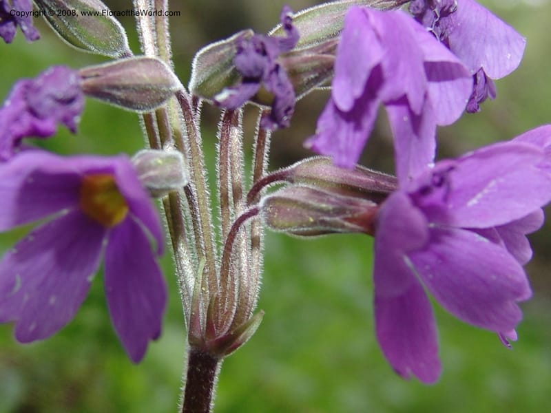 Primula amoena--Georgia. Kazbeki . Trail-road to Sameba Church. 2 Jun 05. 087.jpg