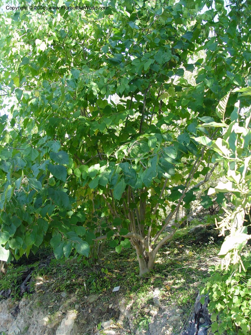 Alangium platanifolium, 91.345--CA. Sonoma Co. Quarryhill Botanical Garden. 24 Oct 03. 014.jpg
