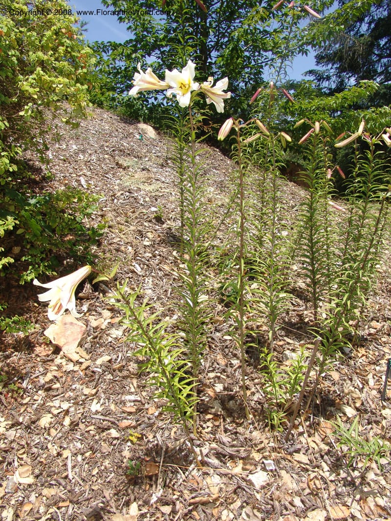 Lilium lanceolatum, 2002.111--CA. Quarryhill Bot. Garden, Glen Ellen. 1 Jun 07. 015.jpg