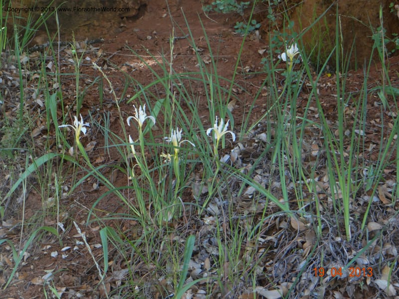 Iris tenuissima, Davidson, C 12132--USA, California, Nevada Co. 19 Apr 2013  0111 (10).JPG