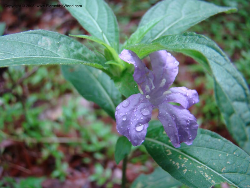 Ruellia caroliniensis--TX. Harris Co. Armand Bayou Nat. Ctr. 26 Apr 08. 054.jpg