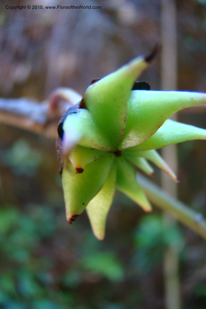 Illicium, Regalado 1743--Viet Nam. Thua Thien Hue Prov. Phu Loc Distr. Bach Ma. 13Apr 09. 258.jpg