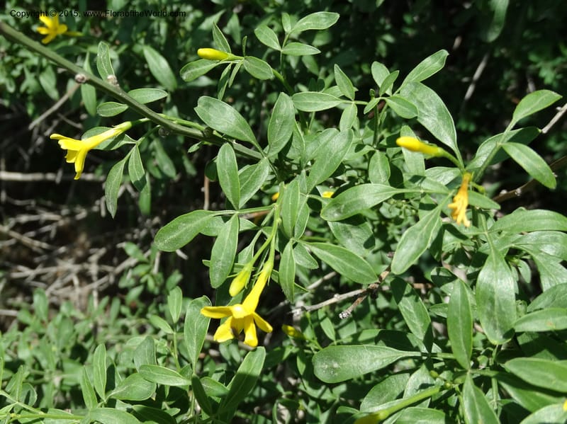 Jasminum fruticans, Davidson, C 12467--Georgia (Caucasus). Shio Mgvime. 7 Jun 2014. DSC07779 (182).JPG