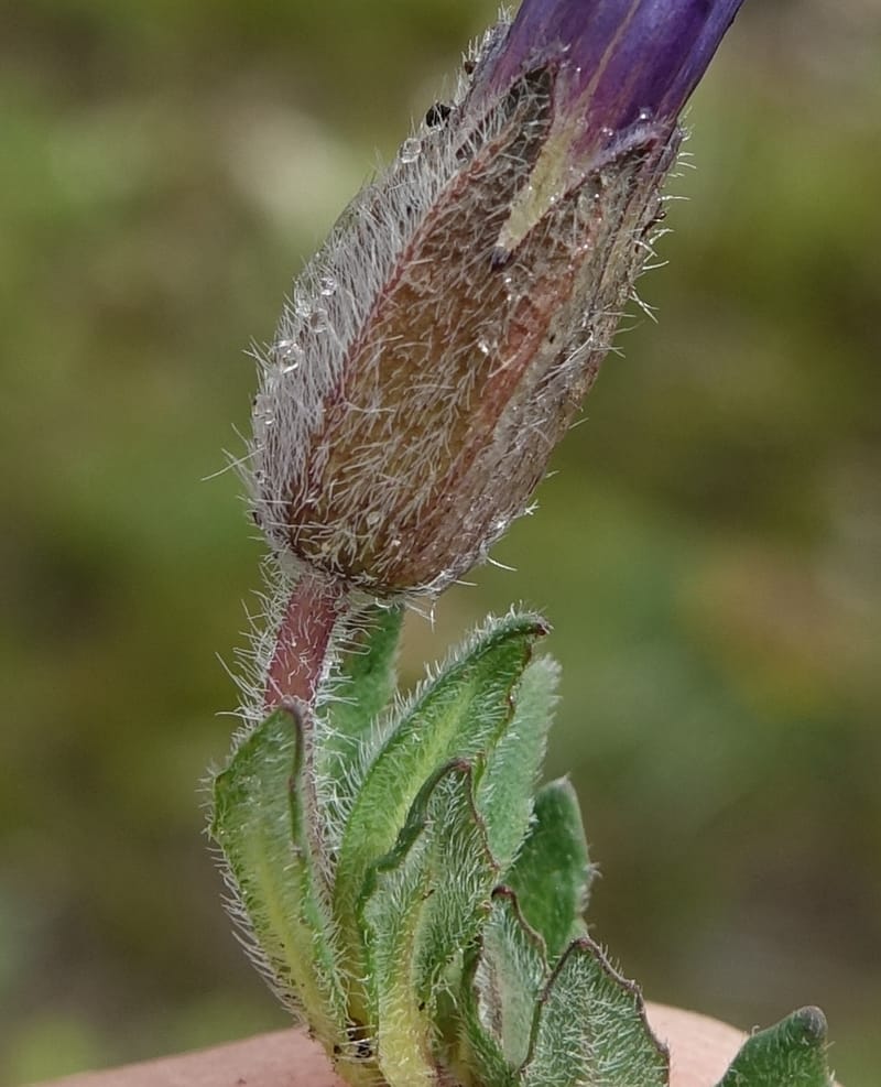 Cyananthus incanus, D. Boufford 44022--China. Sichuan. Daocheng Xian. 14 Aug 2017. DSC05676 (221).JPG