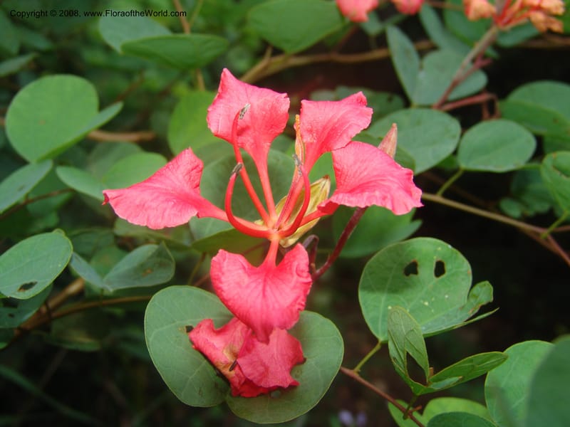 Bauhinia galpinii--So.Africa. Mpumalanga. Karino. Whyte Thorne. 19 Mch 05. 083.jpg