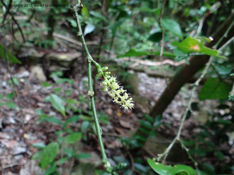 Urobotrya latisquama, VC 5585--Thailand. Prachuap Khiri Khan. Ma Rong Cave. 13 Nov 2012. (29).JPG