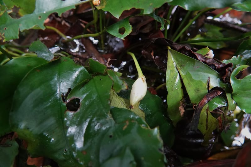 Anubias, C. Davidson 13942--Gabon. Maurel & Prom Oil Rd. 2 Nov. 2018. DSC01376 (46).JPG
