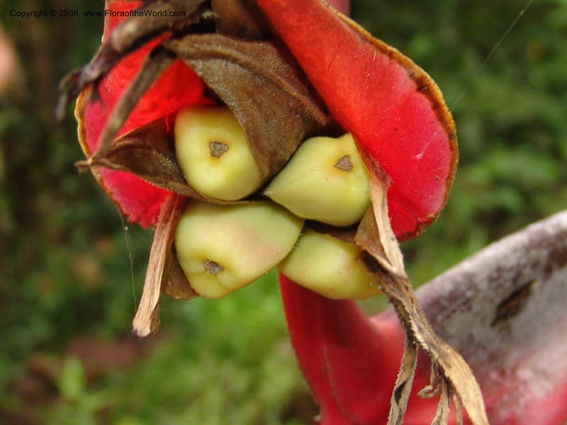 Heliconia griggsiana, Croat94560--Ecuador. Prov. Pichincha. Tandayapa-Nono. 13 Feb 05. 154.jpg