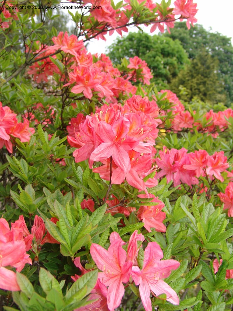 Rhododendron japonicum--France. Paris. Jardin des Plantes. 28 Apr 05. 055.jpg