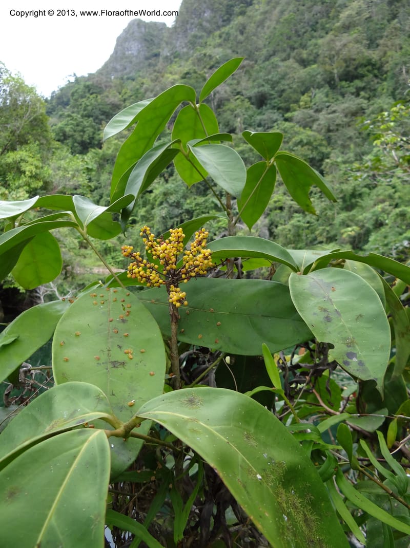 Schefflera, S.98862--Malaysia, Sarawak. Gunong Tai Ton. 27 Mar 2012. DSC05734 (31).JPG