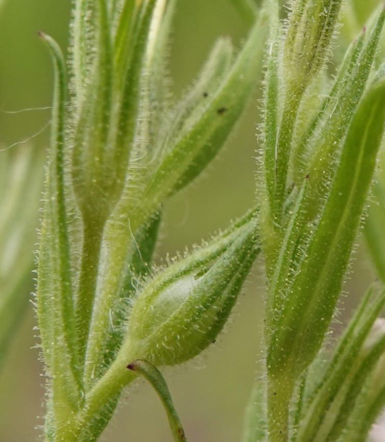 Microsteris gracilis, C. Davidson 13756--Oregon. Wallowa Co. Zumwalt.Trail Cr. Rd. 4 Jun 2018. DSC04078 (236).JPG