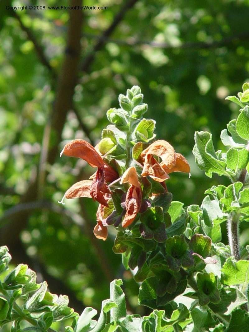 Salvia aurea--Spain. Blanes. Marimurtra Bot. Gard. 24 Apr 04. 071.jpg