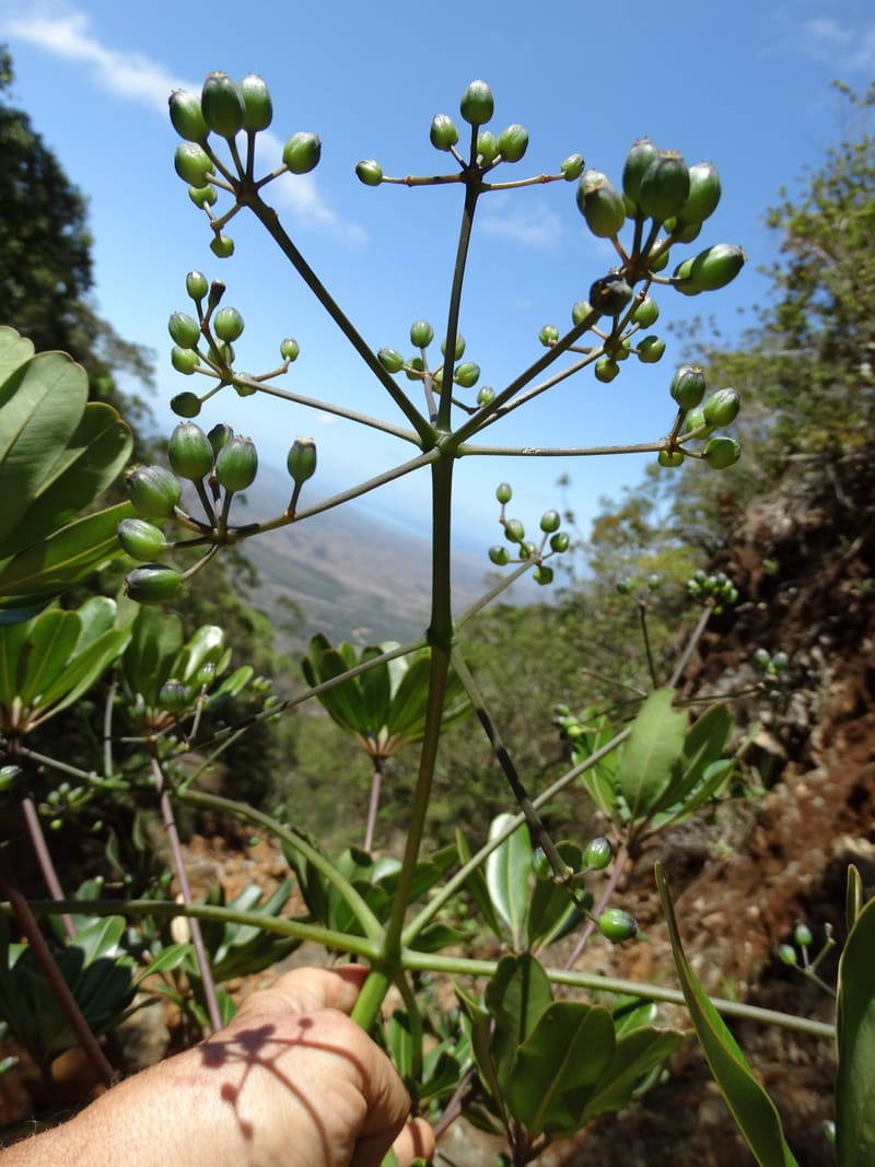 Plerandra polydactylis, Lowry, P 7420--New Caledonia. PinPin. 20 Nov 2015. DSC03938 (133).JPG