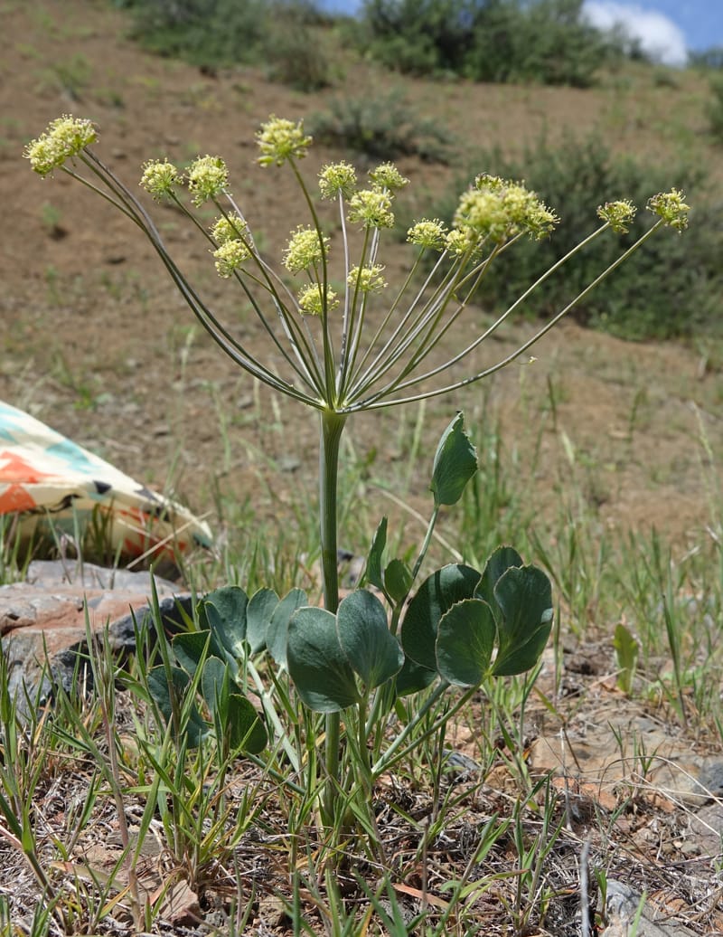 Lomatium nudicaule, C. Davidson 13561--ID. Blaine Co. Rock Creek Preserve. TNC. 14 May 2017. DSC00477 (59).JPG