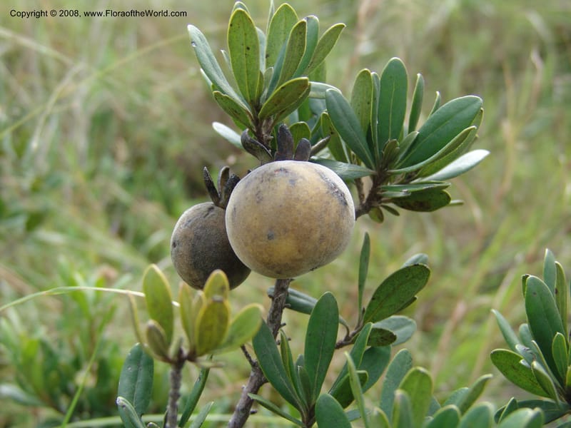 Diospyros dichrophylla--So.Africa. E. Cape. Waringham Farm, Quanti Area, Stut. 8 Mch 05. 360.jpg