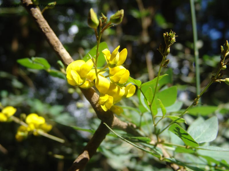 Argyrolobium tomentosum--So.Africa. Mpumal. Moodie Mts.  18 Mch 05. 461.jpg