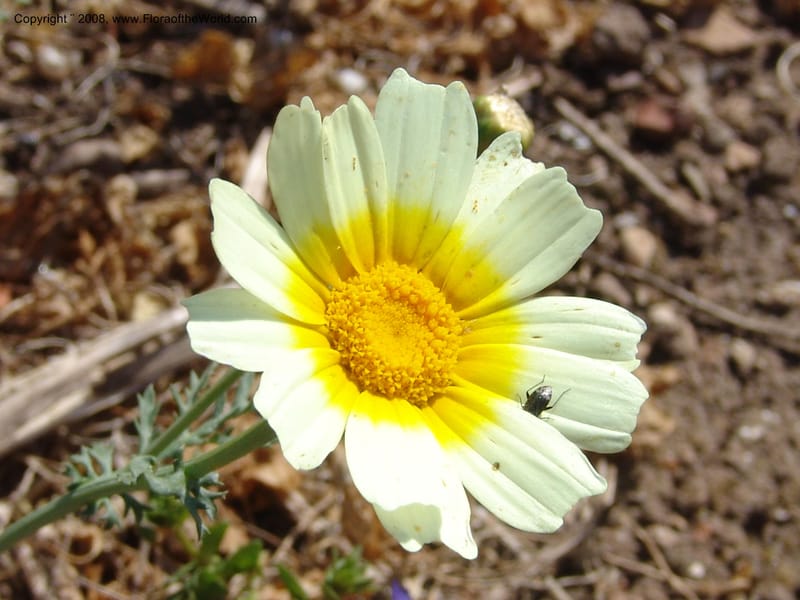 Glebionis (Chrysanthemum) coronaria v. discolor--Crete. Ep. Apokoronos. Aptera. 23 May 05. 044.jpg