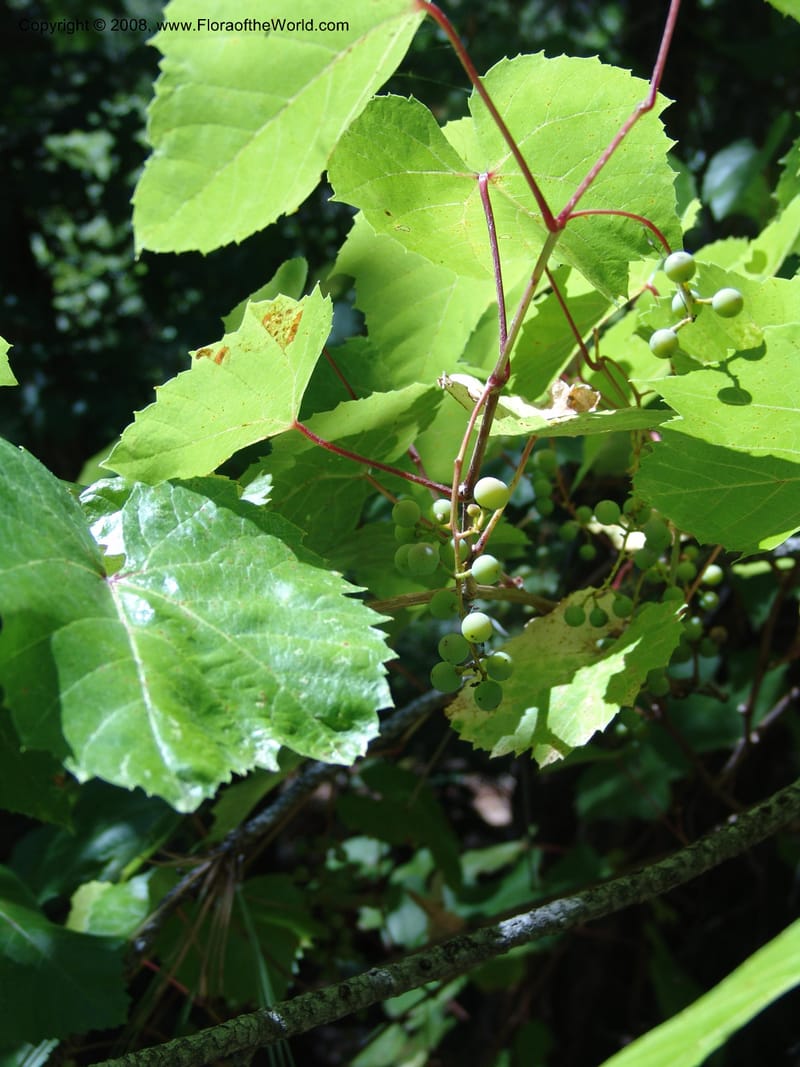 Vitis arizonica--AZ. Coconino Co. Oak Cr Canyon. W Fork Trail 108. 4 Sep 04. 157.jpg