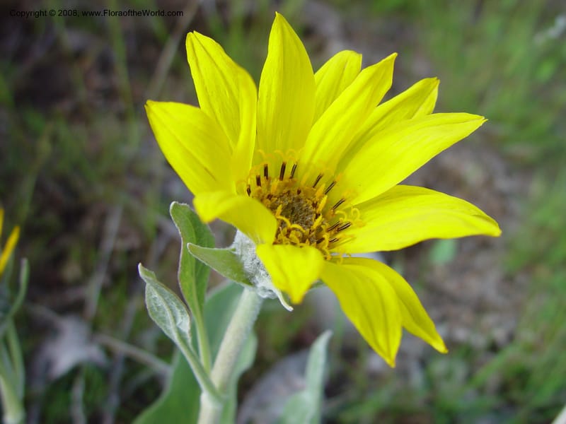 Balsamorhiza sagittata--ID. Boise Co. Summit of Horseshoe Bend Hill, Hwy 55. 27 Apr 03. 019.jpg
