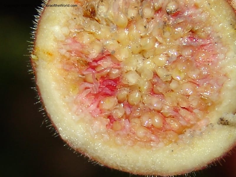 Ficus, ROR1587--Madag. Parc Nat. Montagne d'Ambre. 11 Nov 06. 155.jpg