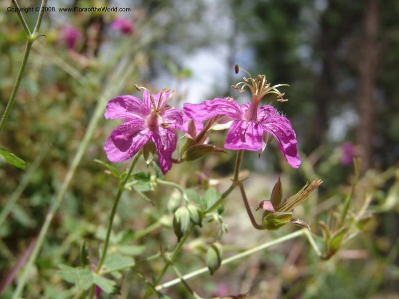 Geranium caespitosum--AZ.  Arboretum at Flagstaff. 3 Sep 04.  044.jpg