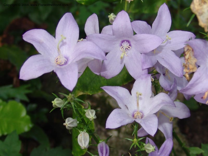 Campanula pyramidalis--France. Paris. Jardin des Plantes. 4 Sep 07. 156.jpg
