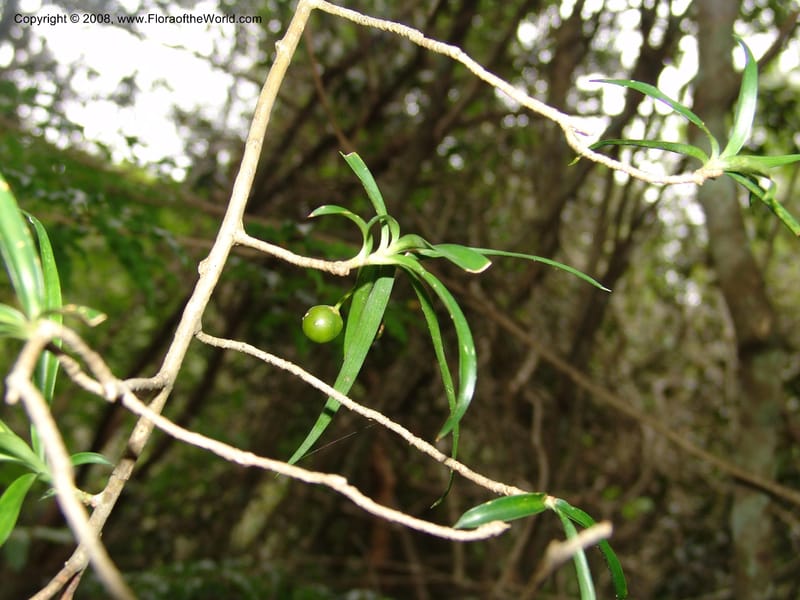 Dracaena, not coll.--Madag. Prov. Tuliar. Parc Nat. Zombitse.  13 Jan 06. 111.jpg