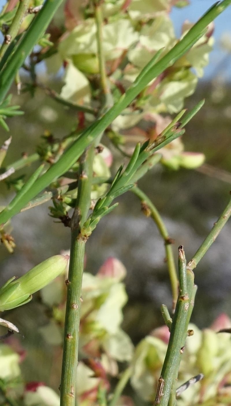 Leschenaultia linarioides, Davidson, C 13441--Australia. W.A. Mt. Adams Rd. 24 Oct 2016. DSC05357 (21).JPG