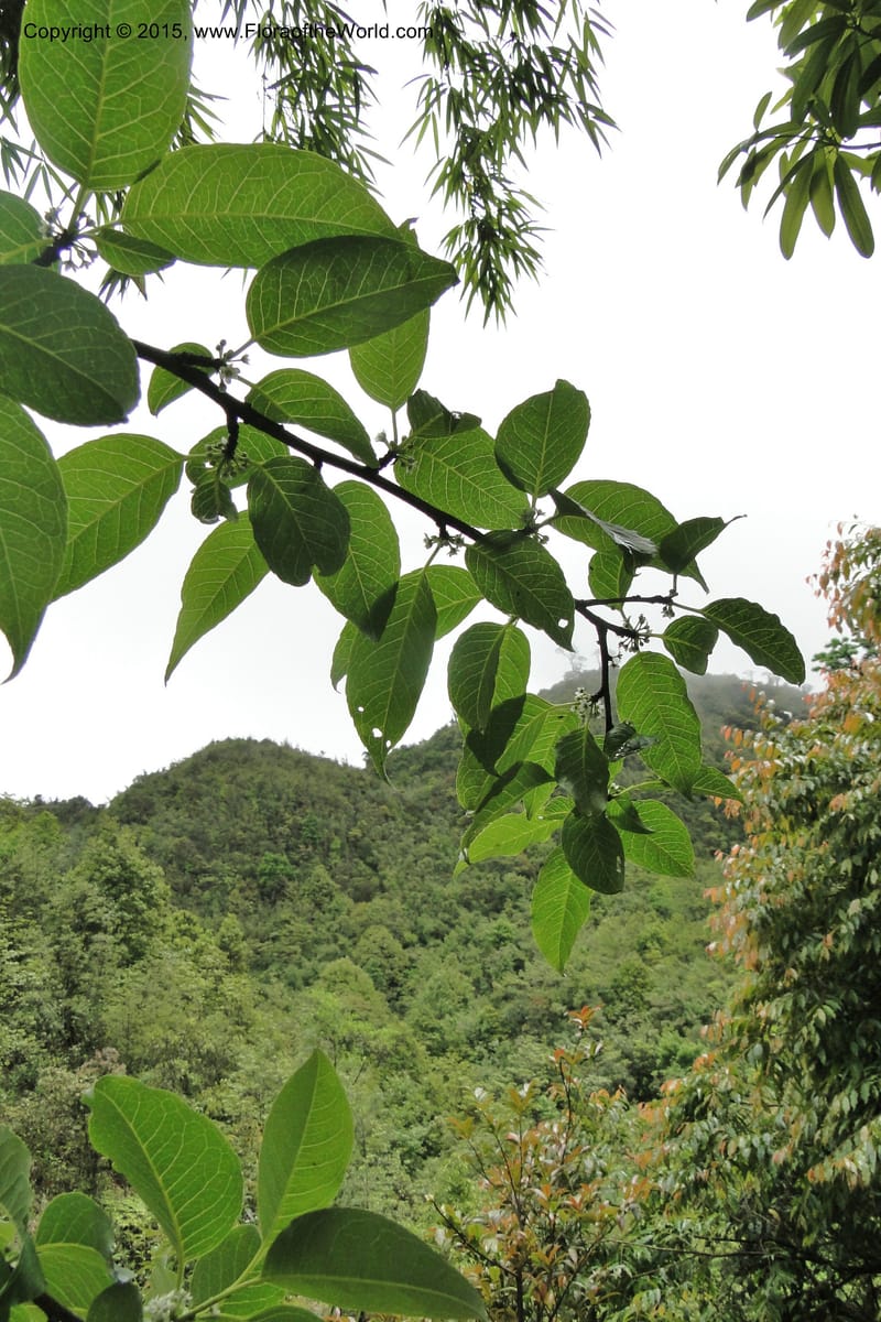 Ilex, Regalado 1770--Viet Nam. Ban Khoang Commune. 4 May 2011. 038 (4).jpg