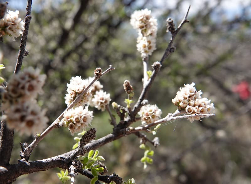 Rhus microphylla, C. Davidson 13990--AZ. Cochise Co. Hwy 80 SE of Tombstone. 9 April 2019. DSC07192 (15).JPG