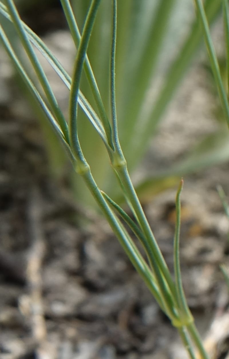 Eremogone congesta, C. Davidson 13712--ID. Boise Co. Scott Mtn. L.O. rd. 15 July 2017. DSC03279 (122).JPG