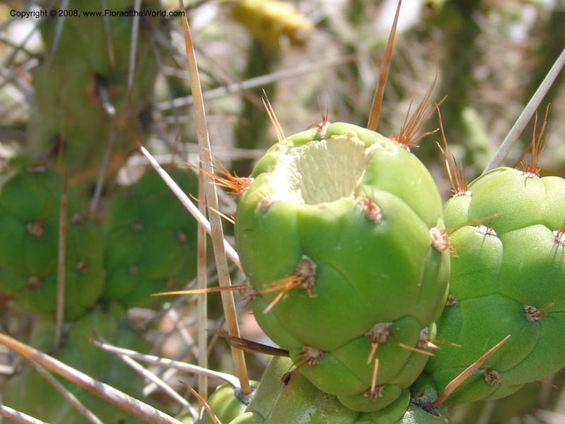 Opuntia subulata--Bolivia. La Paz. Jardin Botanico La Paz. 3 Dec 04. 129.jpg
