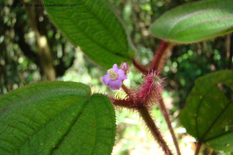 Allomorphia inaequifolia, Regalado 1746--Viet Nam. Thua Thien Hue Prov. Phu Loc Distr. Bach Ma. 13 Apr 09. 304.jpg
