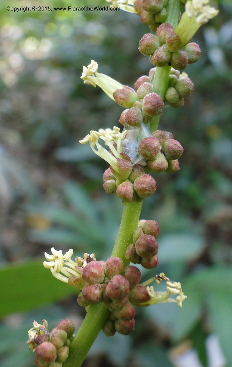 Cleidion, Regalado 1856--Viet Nam. Unknown mountain. 10 May 2011. 099 (14).jpg