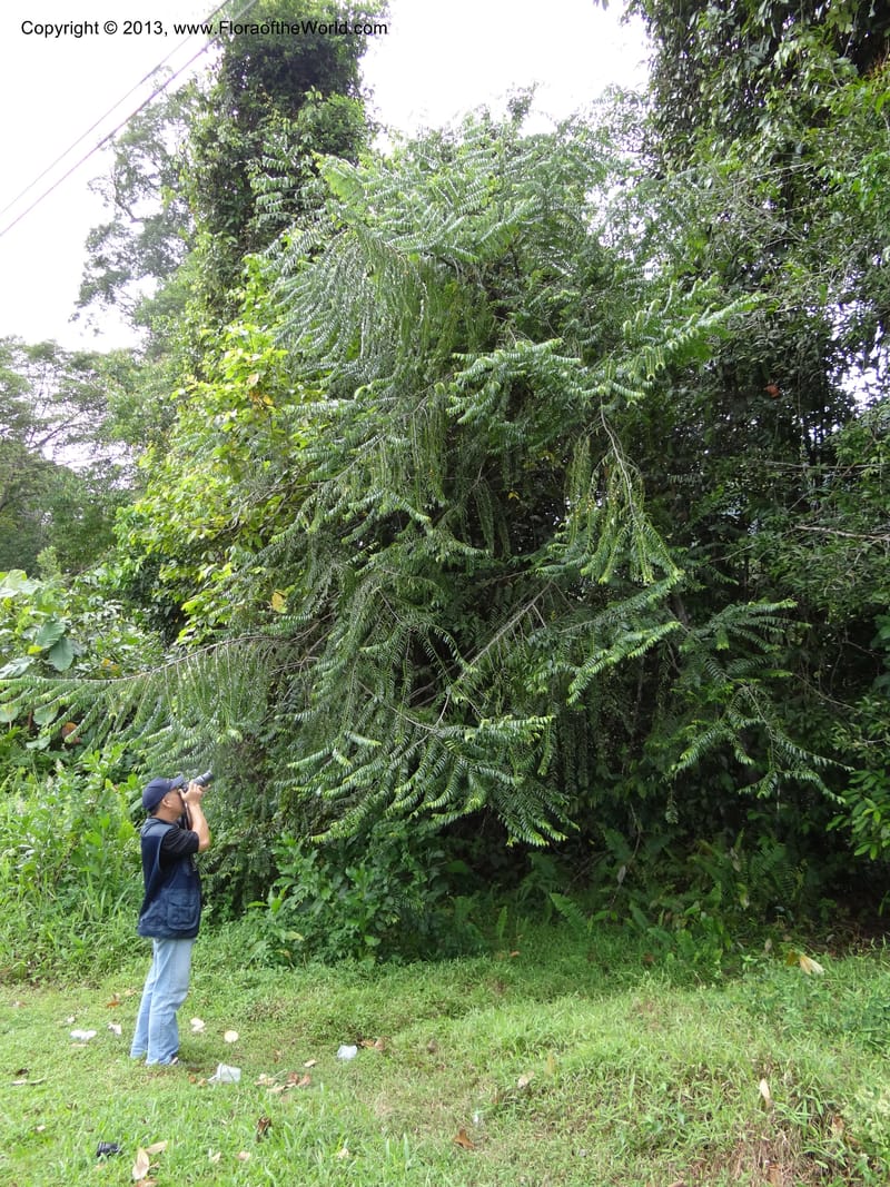 Diospyros, S.98882--Malaysia, Sarawak. Kubah Nat. Park. 28 Mar 2012. DSC05973 (55).JPG