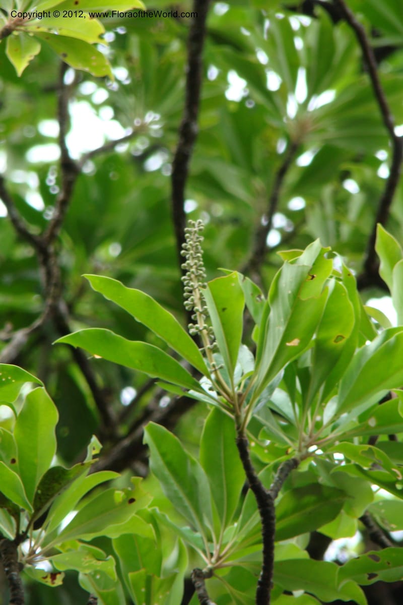 Diplopanax vietnamensis, Regalado 1726--Viet Nam. Thua Thien Hue Prov. Phu Loc Distr. Bach Ma. 13 Apr 09. 004.jpg