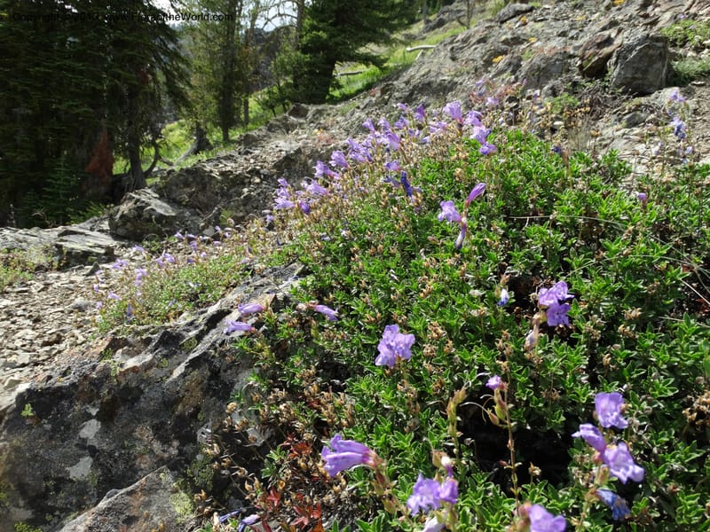 Penstemon fruticosus var. serratus, Davidson, C 12590--ID. Idaho Co. Seven Devils Camp Ground. 15 Jul 2014. DSC00113 (85).JPG