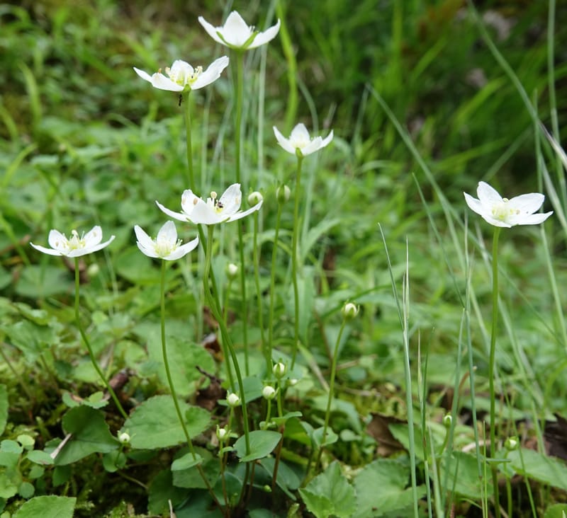Parnassia palustris, Tseng Yu-Hsin 1316--Taiwan. SW of Nanshan on highway 7. 20 May 2016. DSC03339 (10).JPG