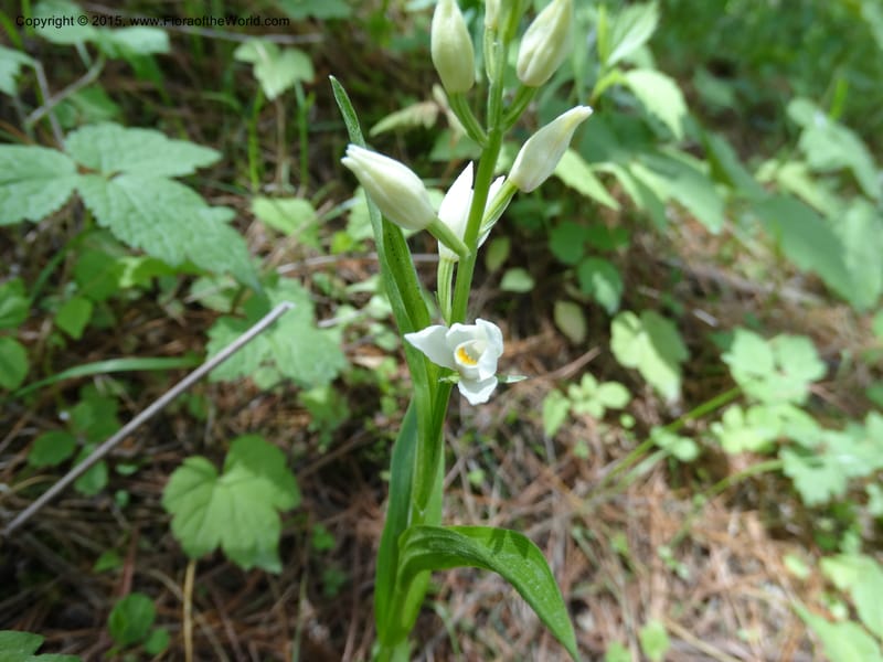Cephalanthera longifolia, Boufford, D 43592--China. Sichuan. Tudiling Tunnel. 6 May 2014. DSC03860 (86).JPG