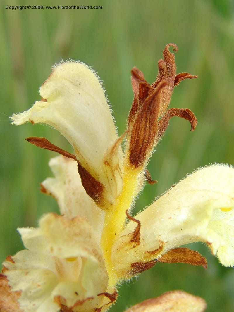 Orobanche--Georgia. Gori Upland, Gareji Steppe. Near salty lake. 9  Jun 05. 245.jpg