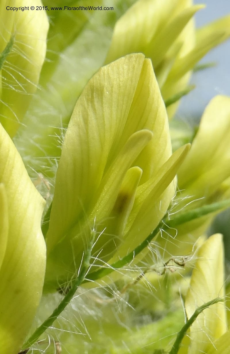 Astragalus trichocalyx, Davidson, C 12434--Georgia (Caucasus). Rustavi Village. 5 Jun 2014. DSC07073 (248).JPG