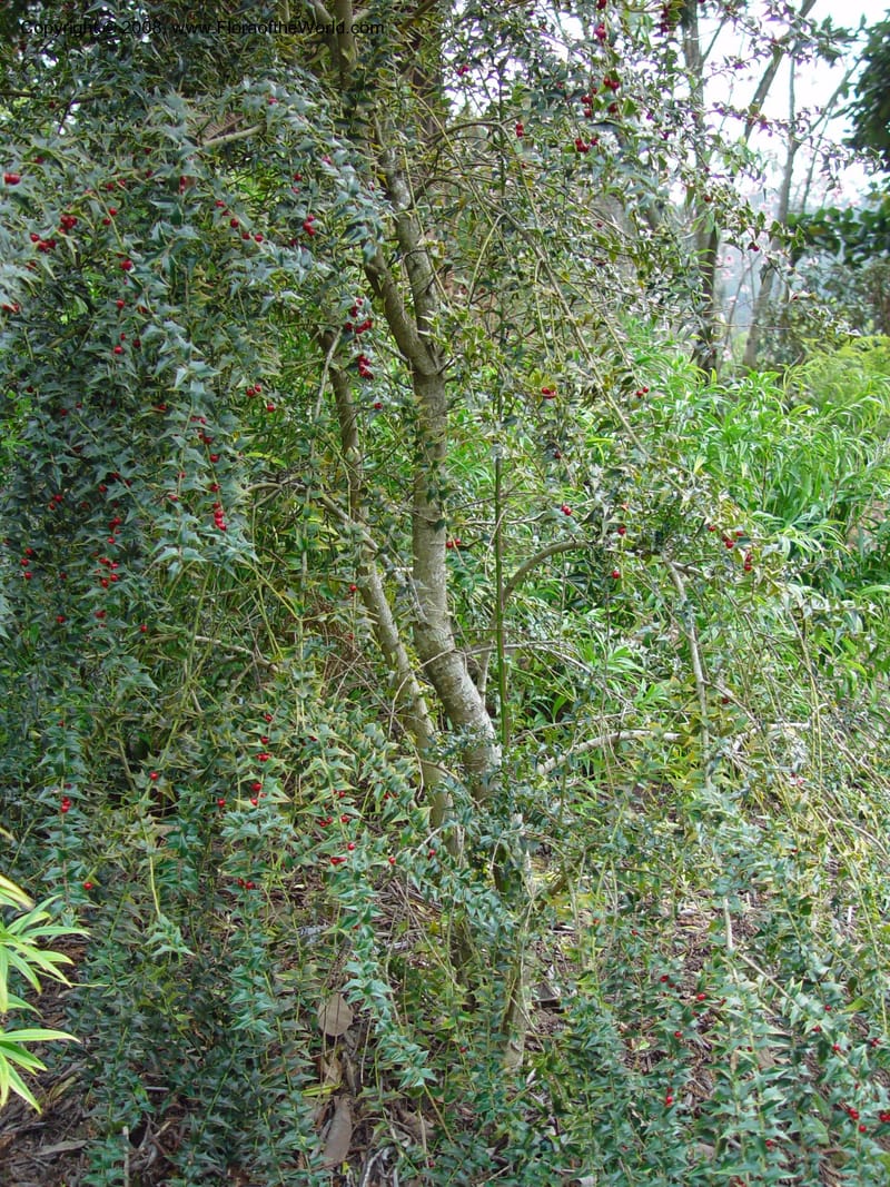Ilex pernyi. 80.1324--CA. UC Berkeley Bot. Gard. 11 Feb 03. 025.jpg