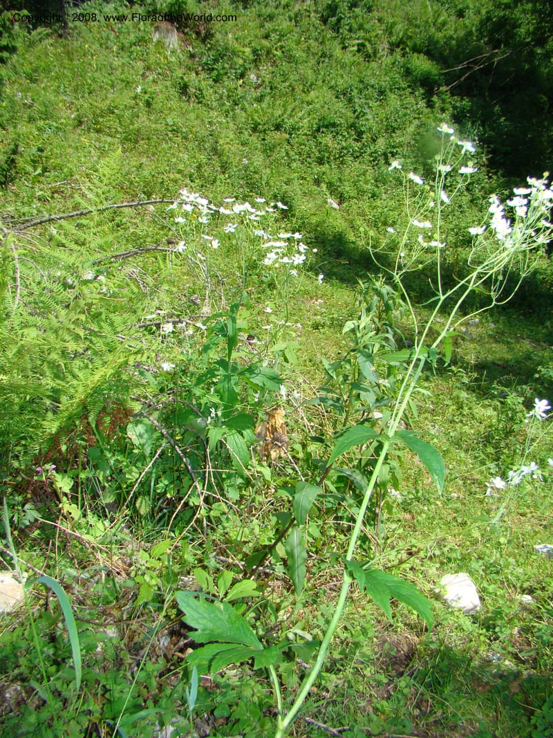 Ranunculus aconitifolius, CDavidson11256--Slovenia. Gorenska Reg. Velika Planina. 6 Jul 08. 163.jpg