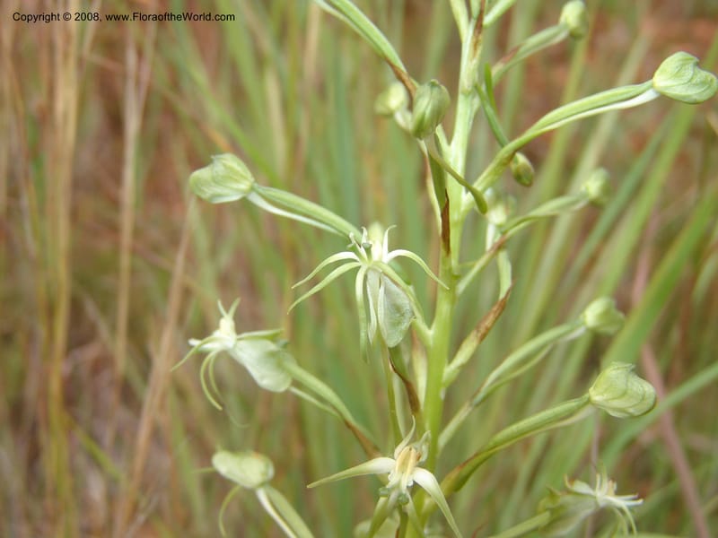 Habenaria--So.Africa. Mpumal. Moodie Mts.  18 Mch 05. 122.jpg