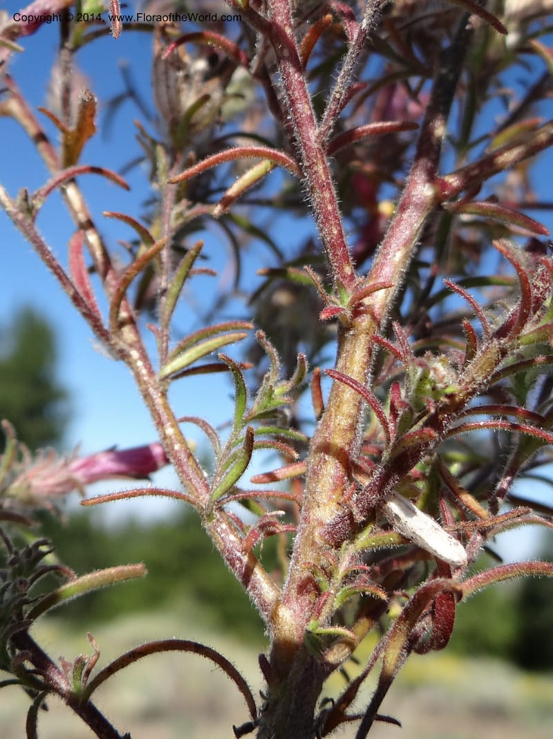Cordylanthus capitatus, Davidson, C 12234--ID. Ada County. Idaho Bird Observ. Lucky Peak. 16 Sep 2013. DSC07497 (22).JPG